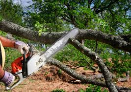 Why Choose Our Tree Removal Services in North Key Largo, FL?